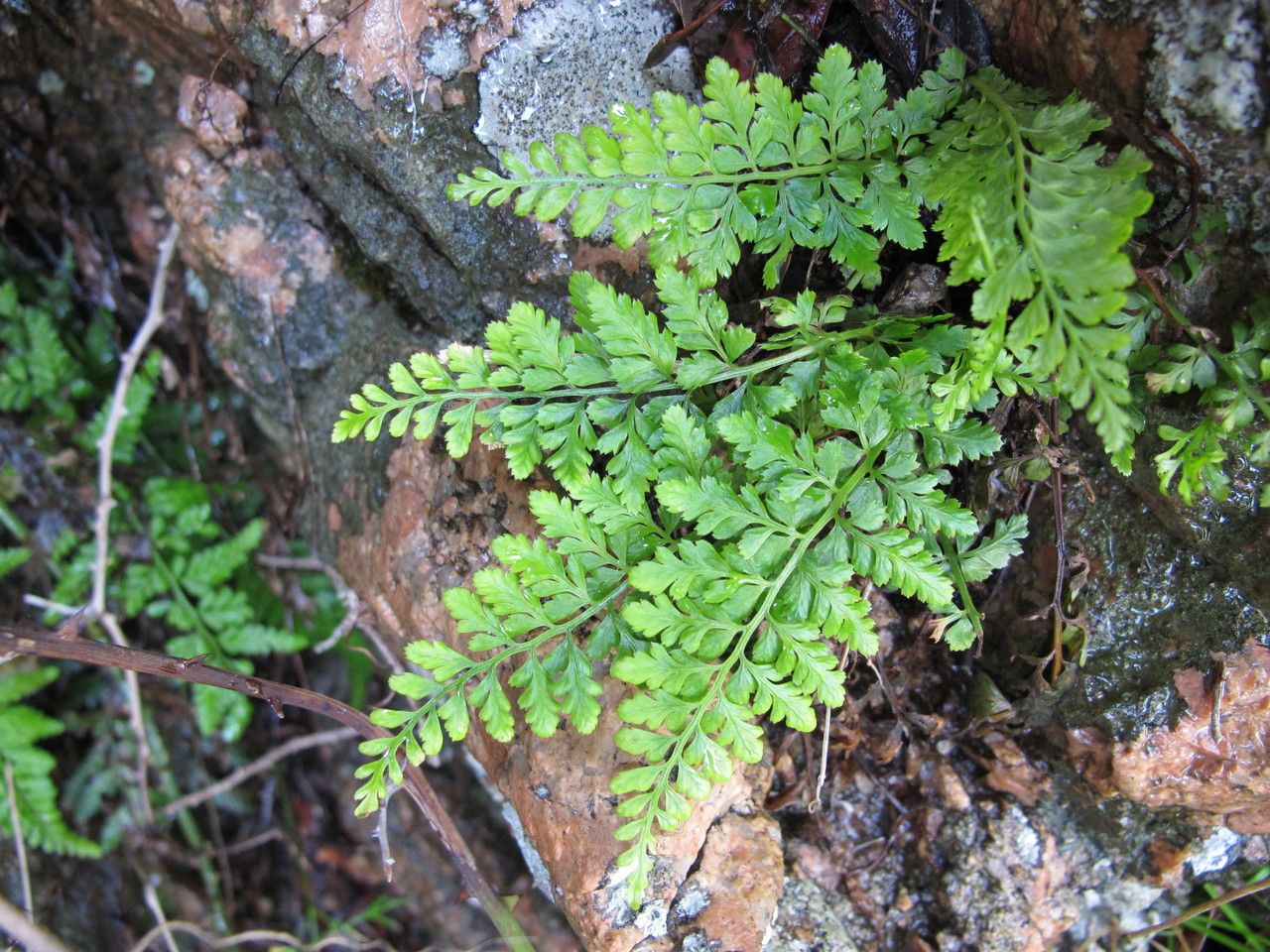 Asplenium obovatum habit