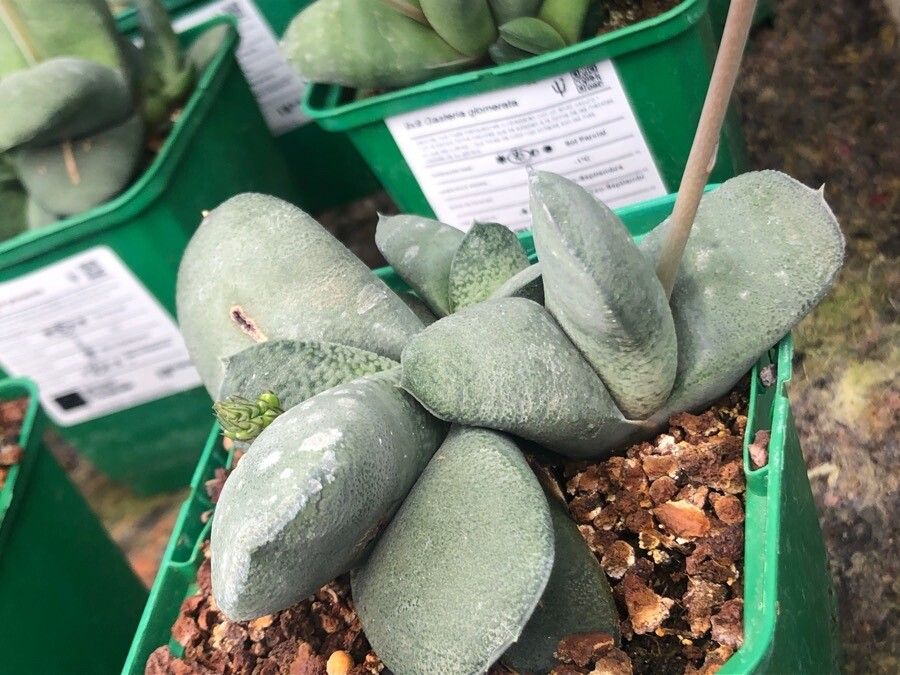Gasteria glomerata — search result for 'Eastern South Africa'