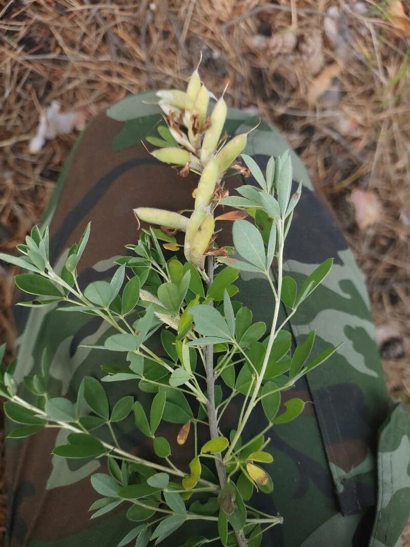 Chamaecytisus ruthenicus fruit