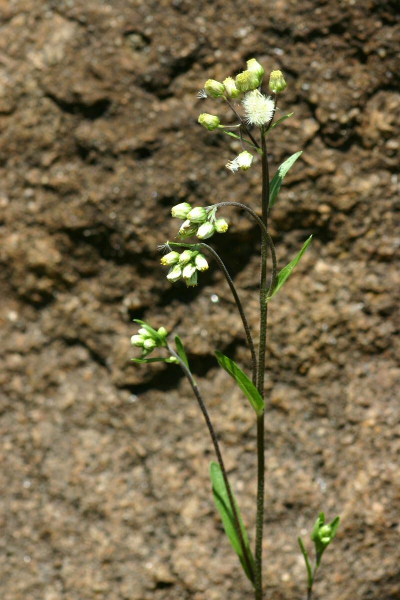 Eschenbachia gouanii habit