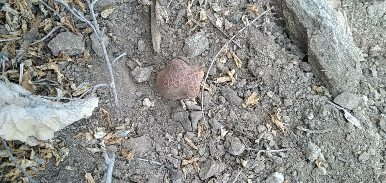 Euphorbia abdelkuri other