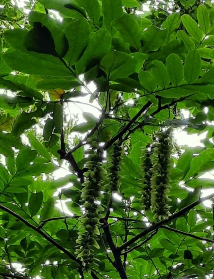 Pterocarya stenoptera fruit