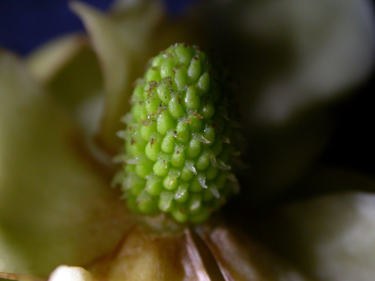 Schisandra grandiflora fruit