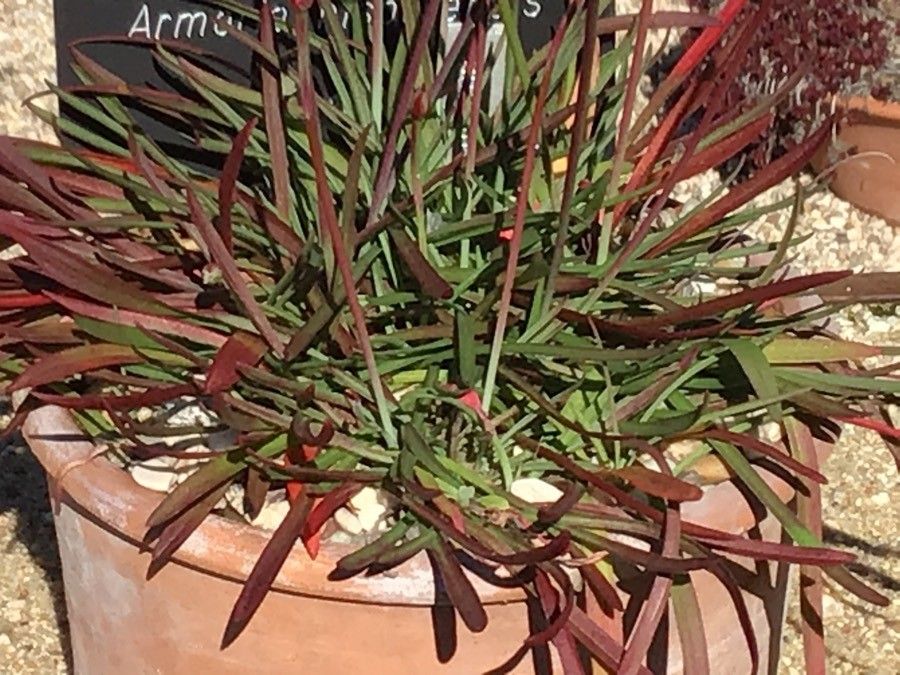 Armeria hispalensis leaf