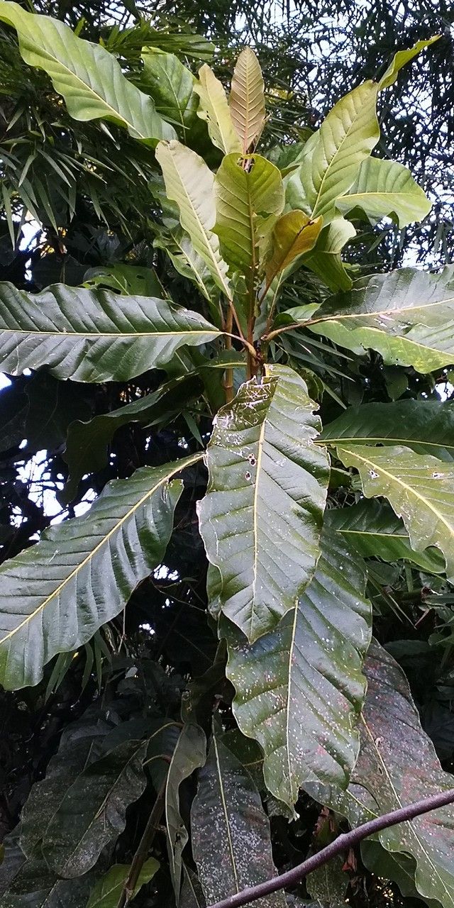 Magnolia rostrata — search result for 'Magnoliaceae'