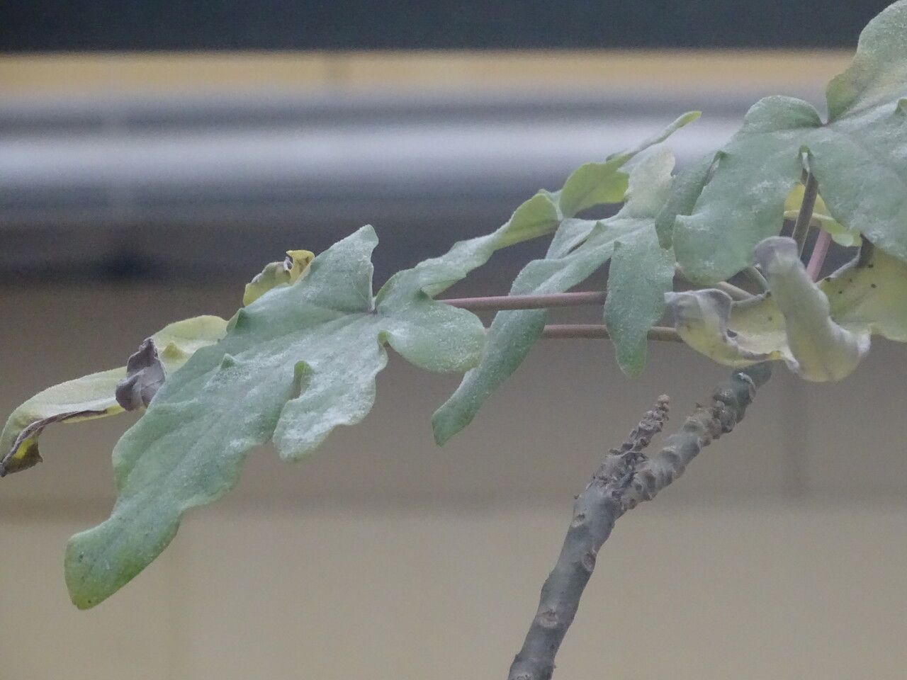 Uncarina decaryi leaf