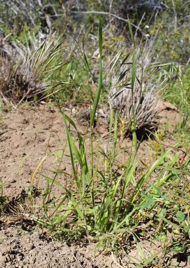 Bromus pectinatus habit