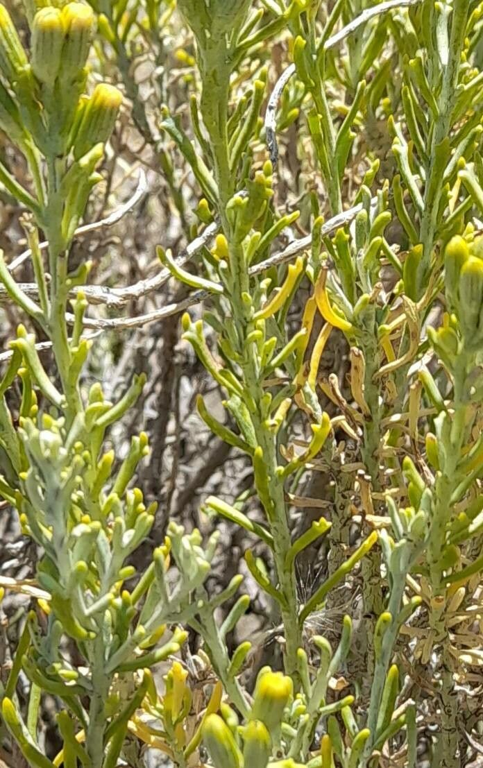 Senecio patagonicus — houseplant care guide