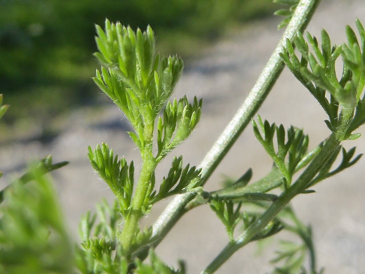 Anacyclus valentinus leaf