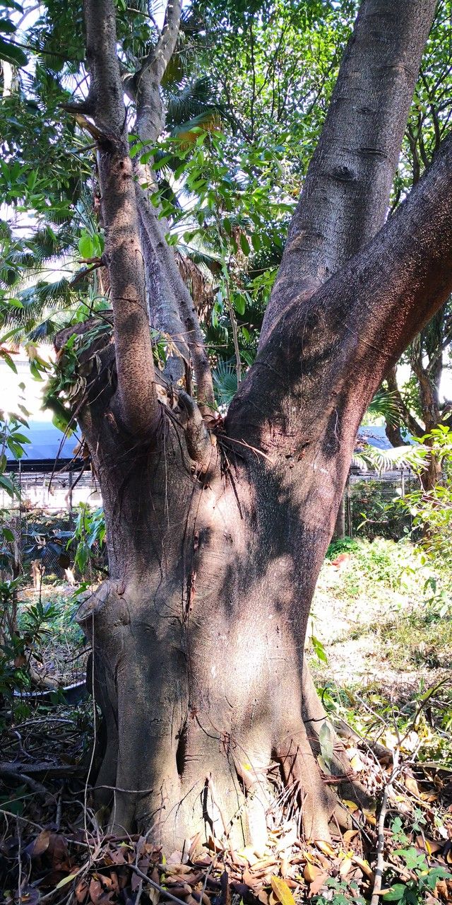 Afzelia xylocarpa bark