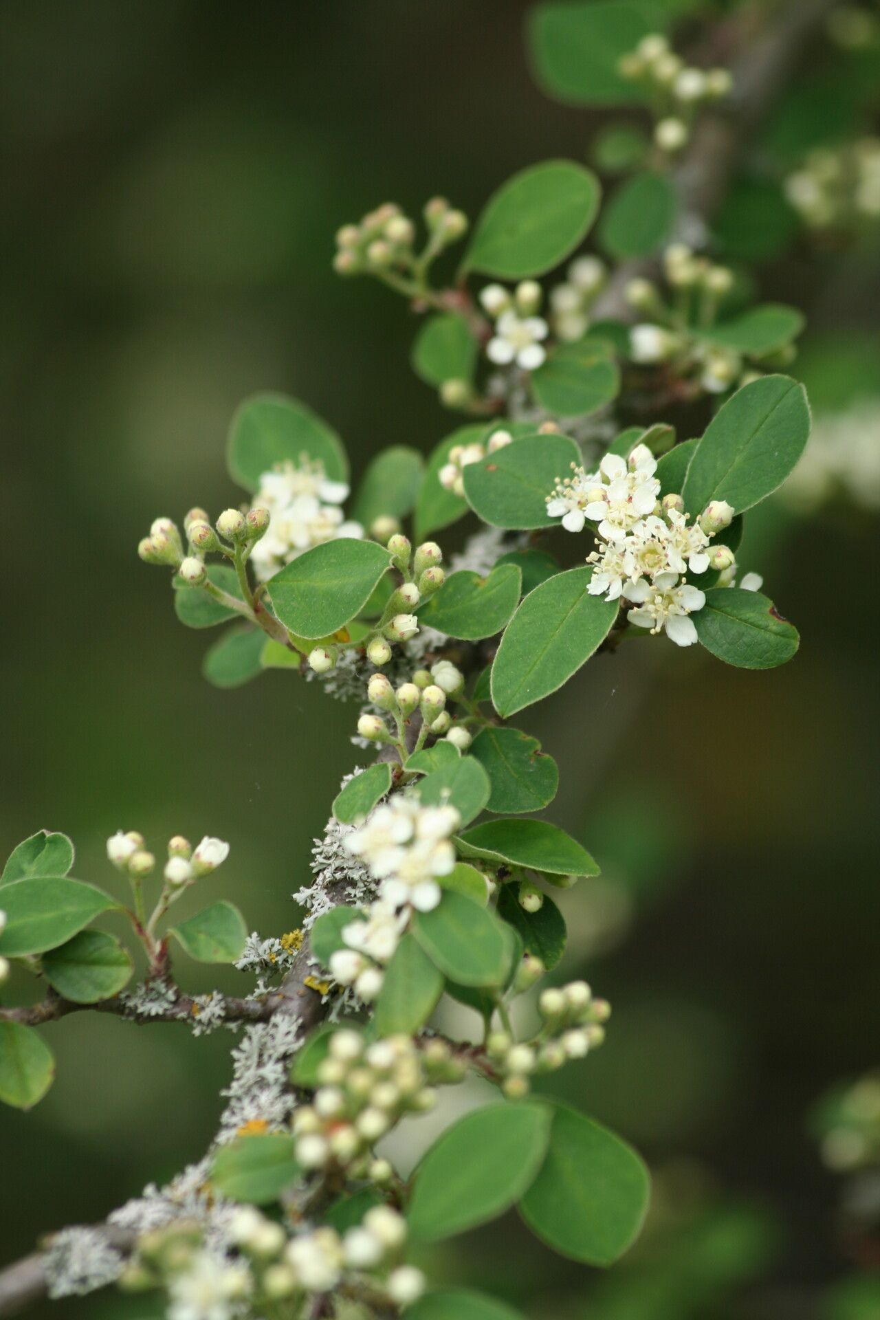 Cotoneaster hissaricus flower