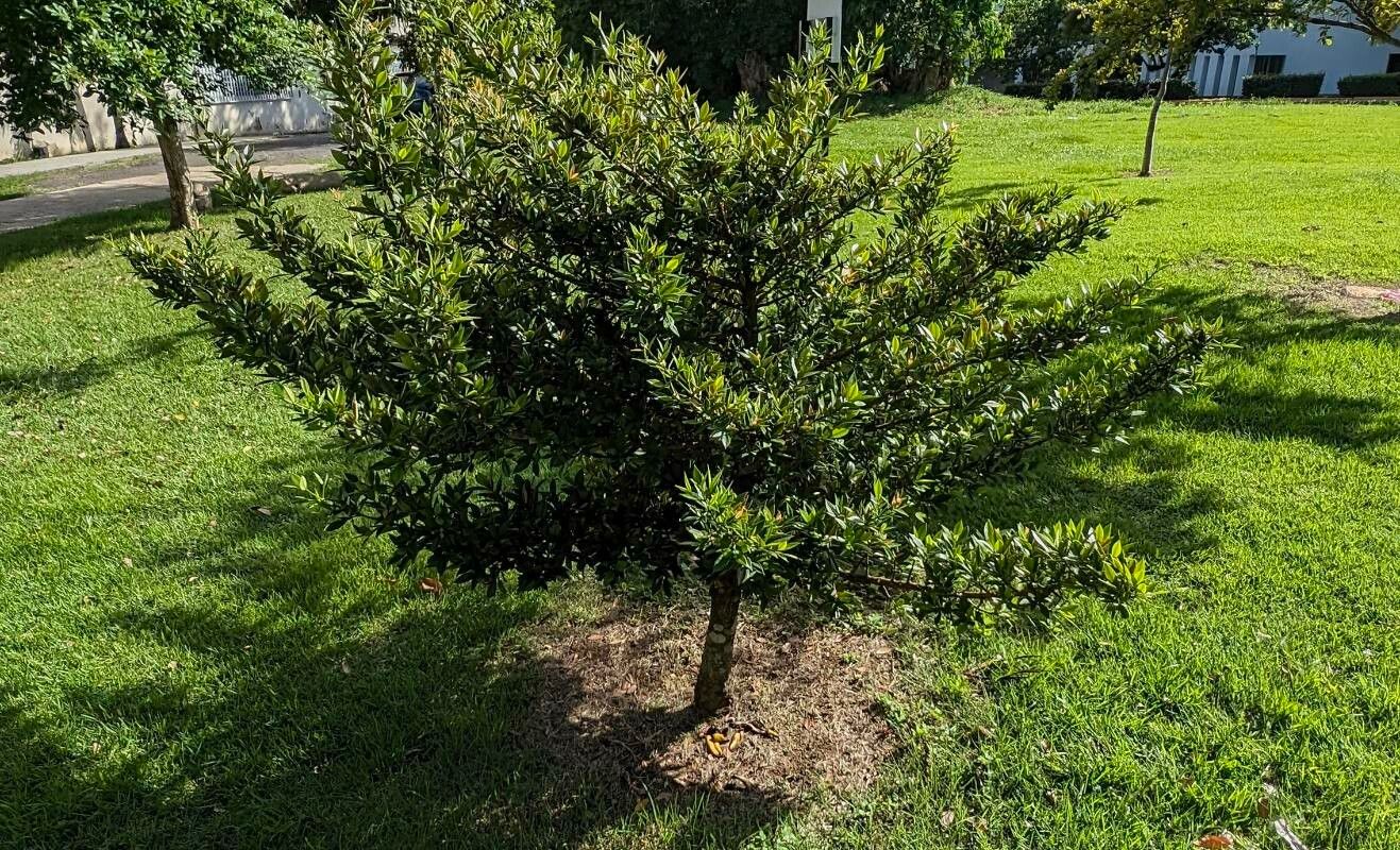 Garcinia portoricensis — houseplant care guide