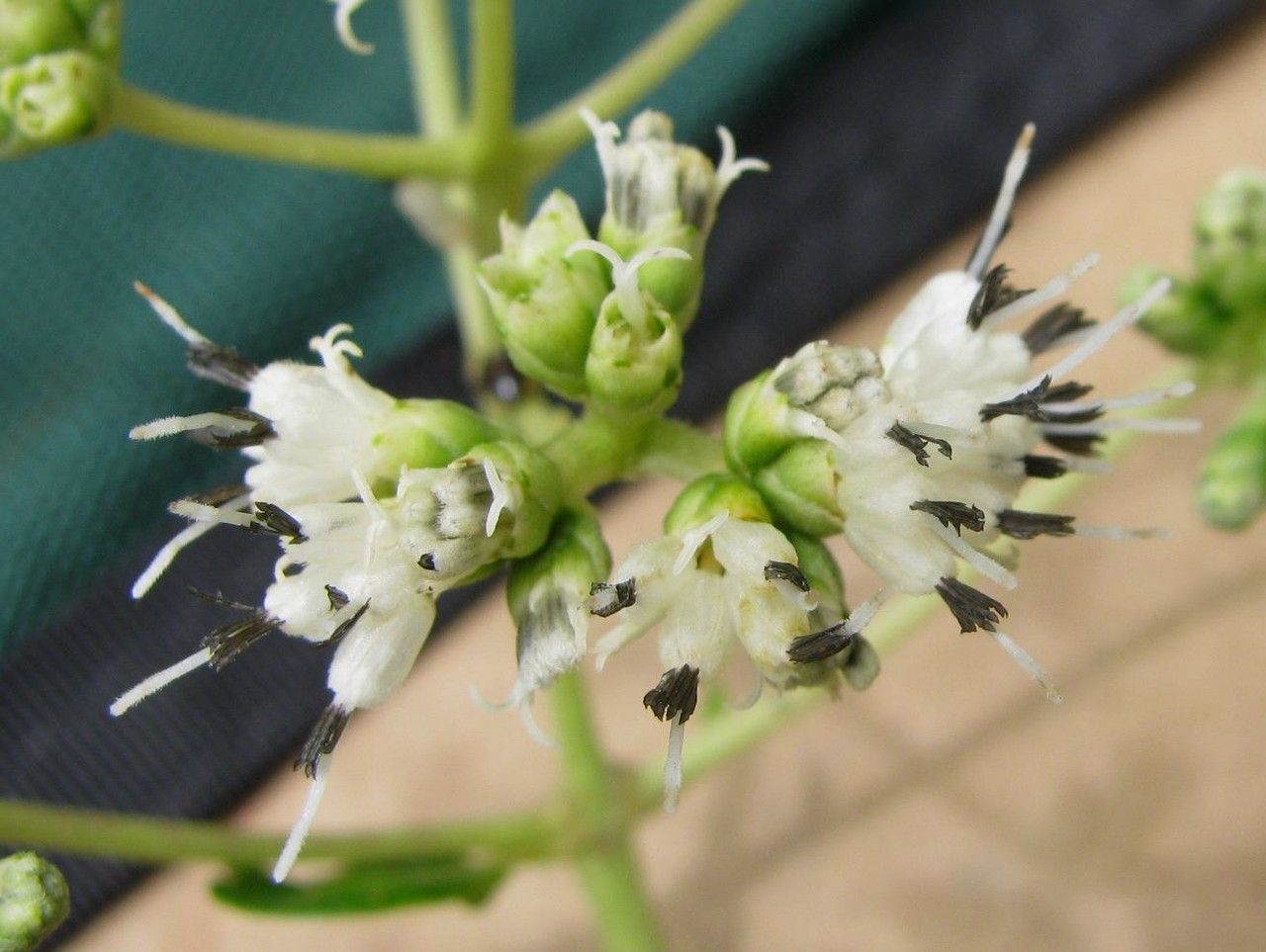 Clibadium glomeratum — related species from the same genus