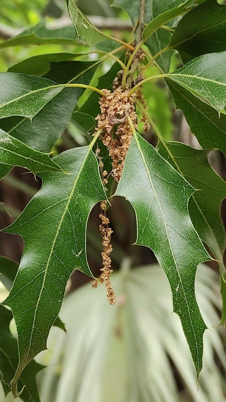 Quercus xalapensis flower