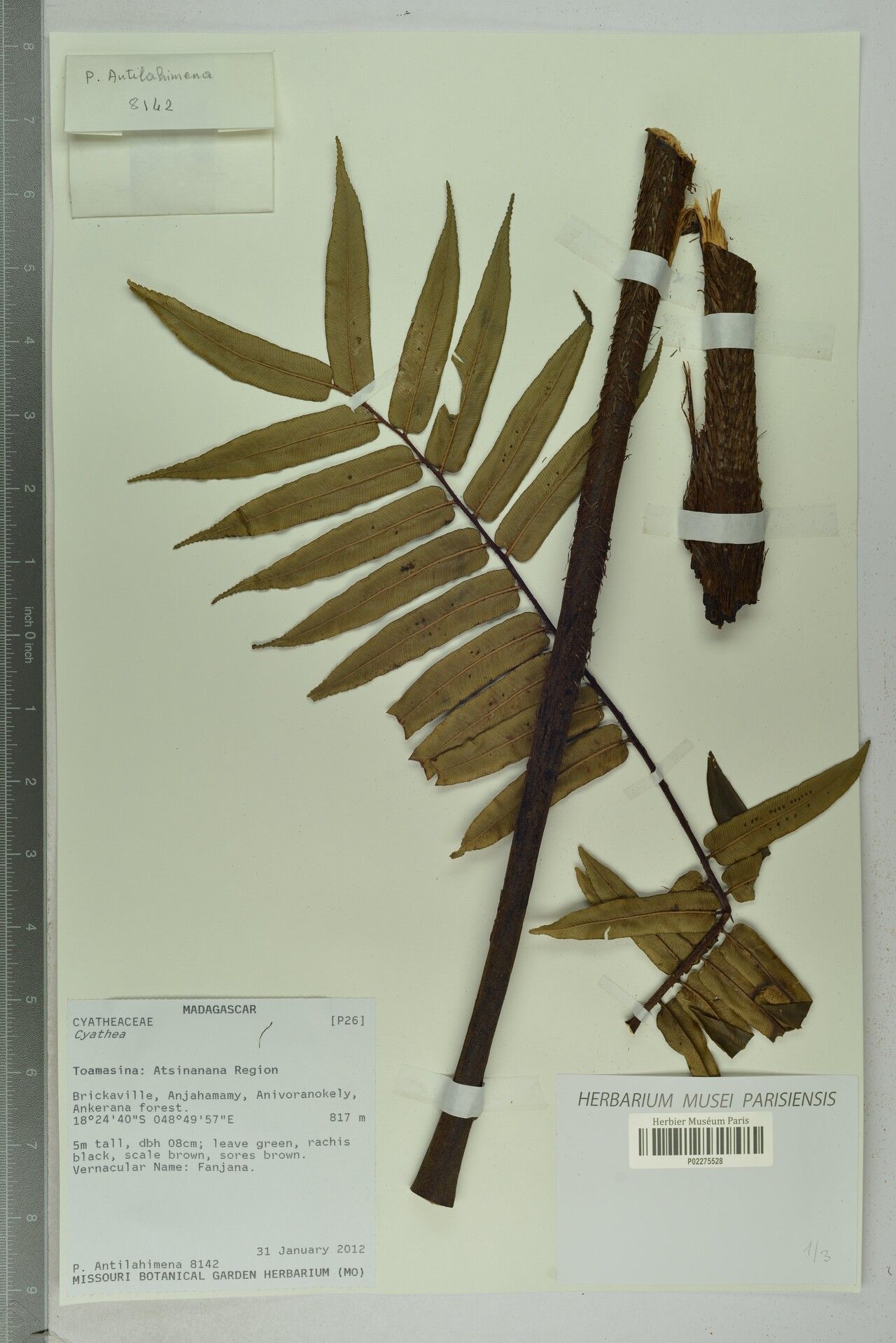 Alsophila perrieriana — houseplant care guide