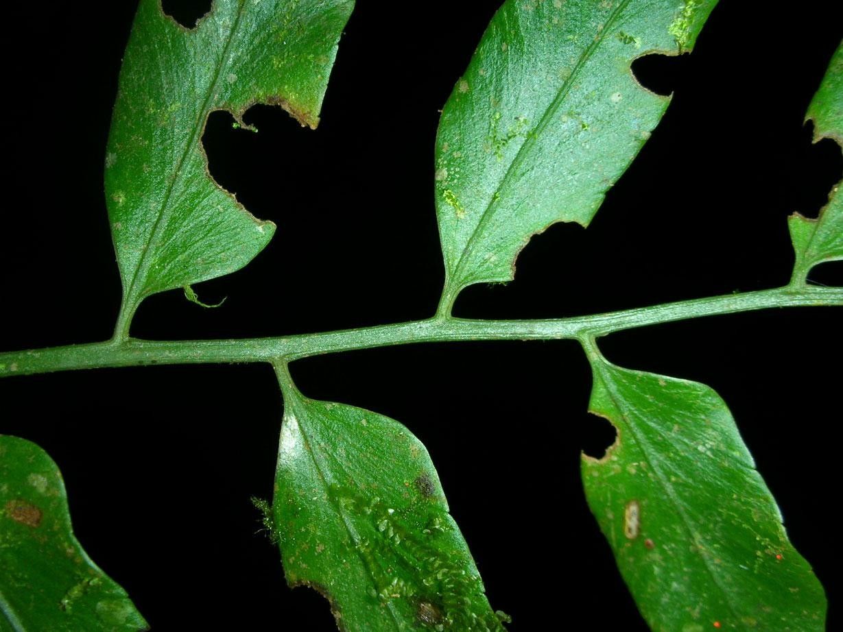 Asplenium juglandifolium leaf