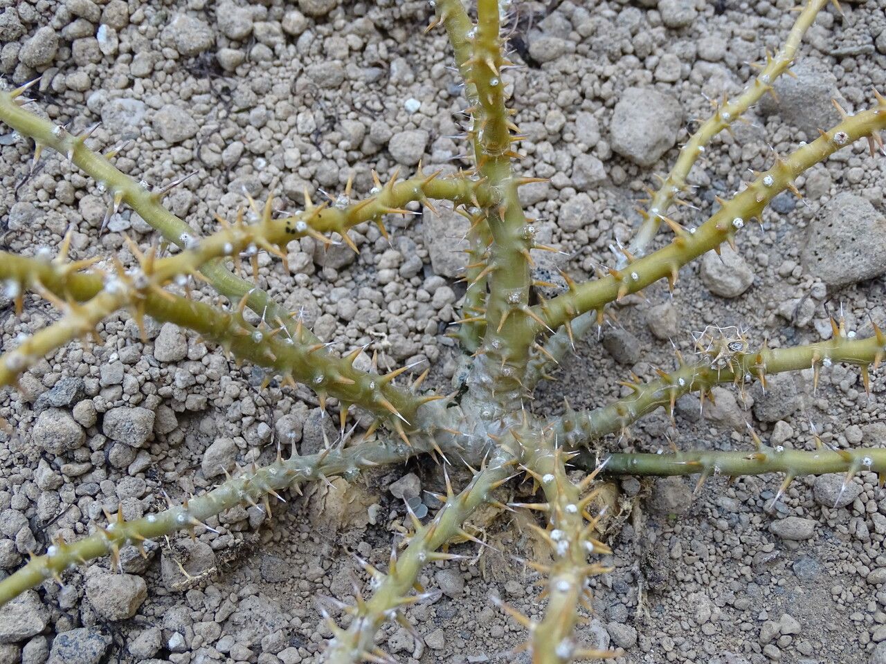 Euphorbia neobosseri bark