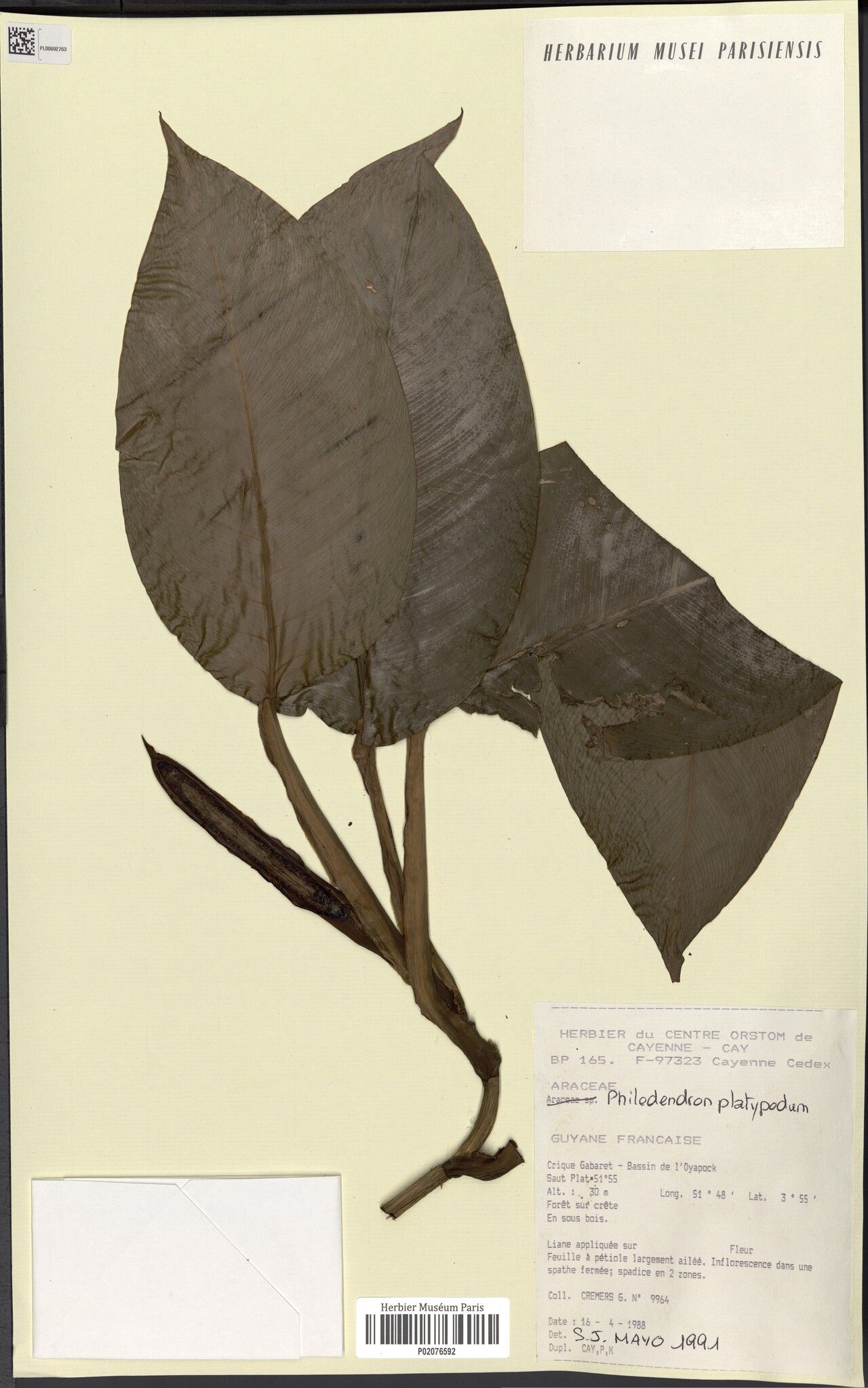 Philodendron platypodum — houseplant care guide