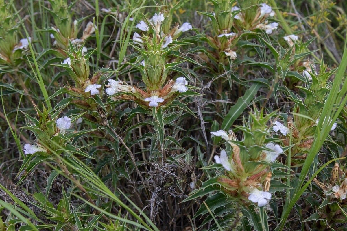 Blepharis subvolubilis — houseplant care guide