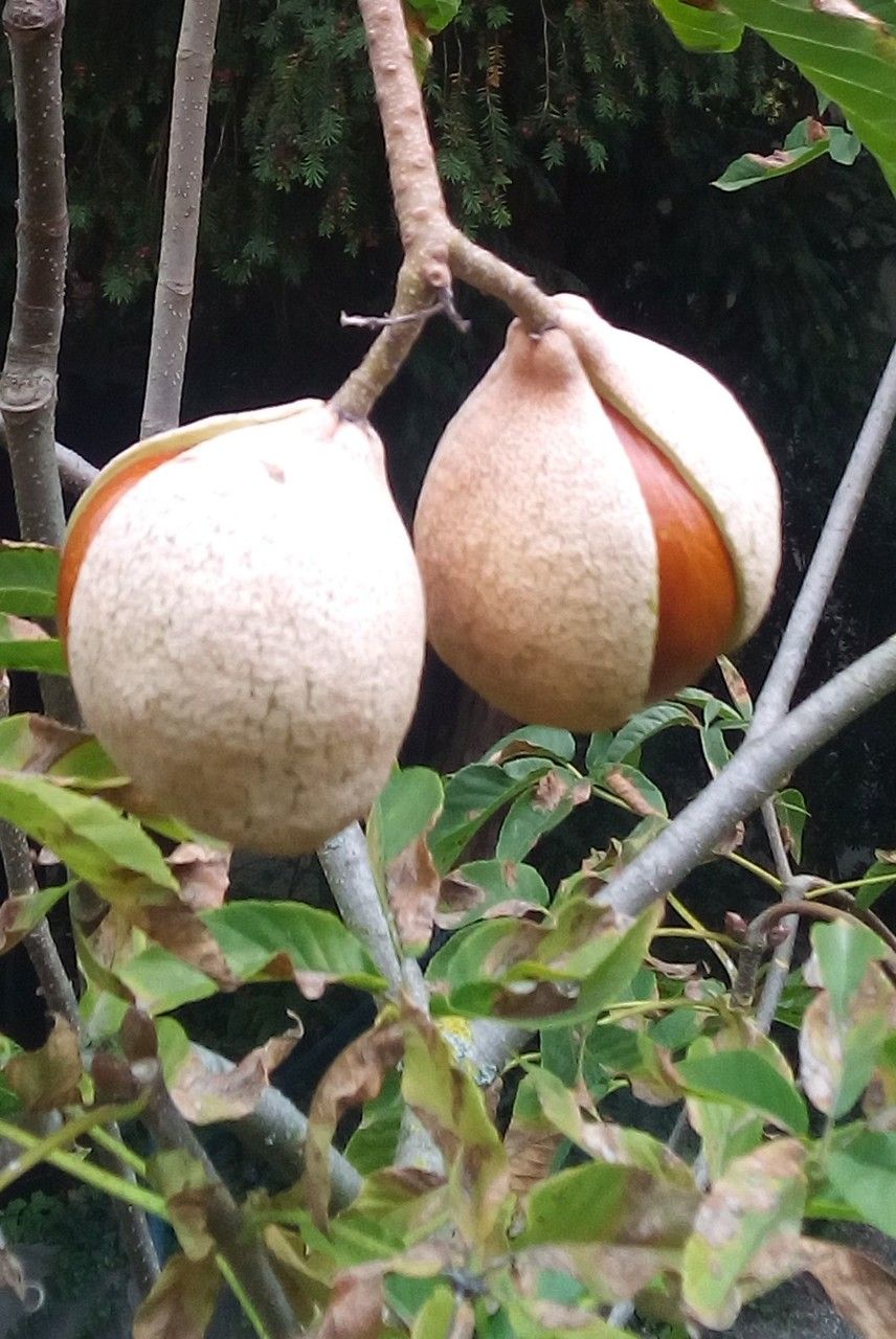 Aesculus californica fruit