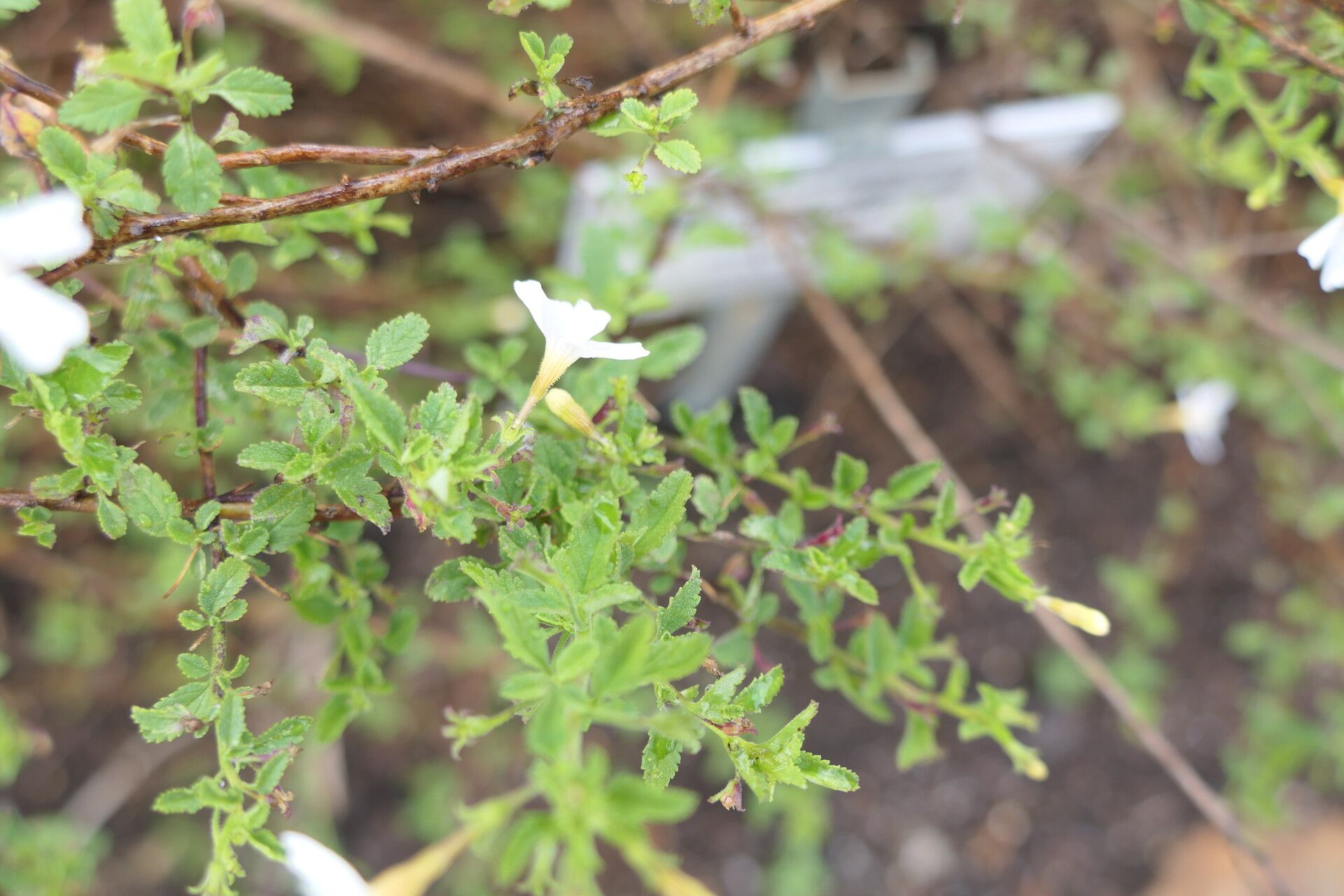 Jamesbrittenia tysonii — houseplant care guide