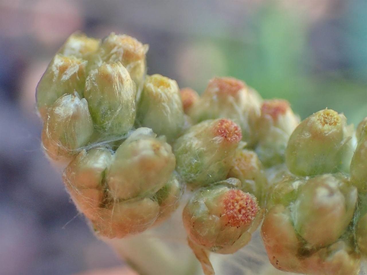 Laphangium luteoalbum fruit