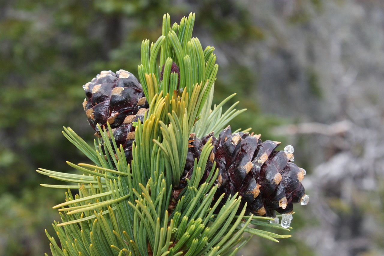 Pinus albicaulis flower
