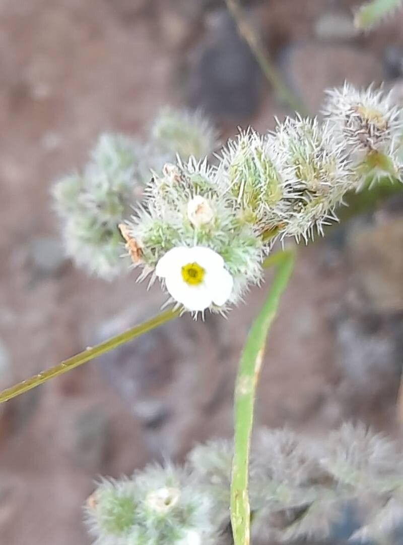 Cryptantha diffusa flower