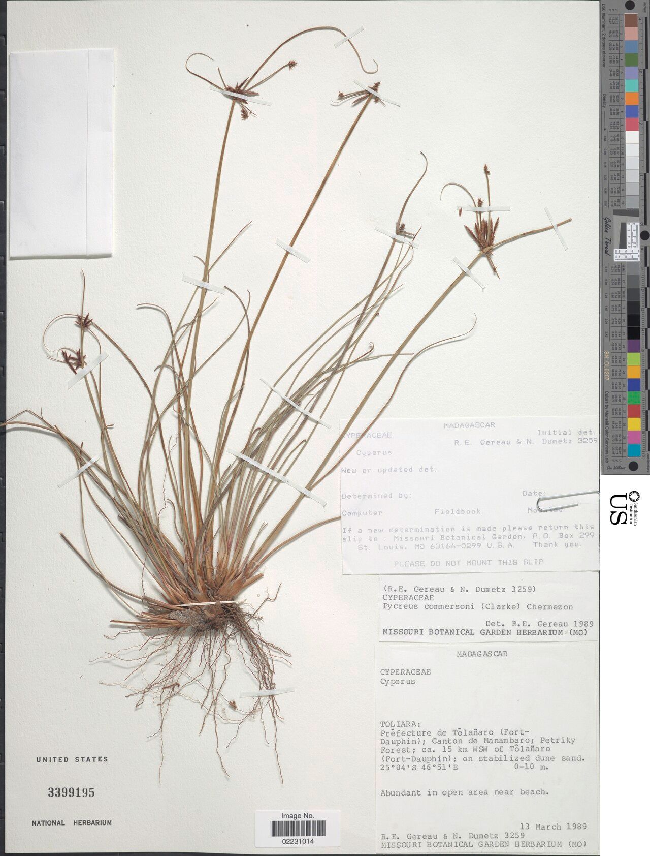 Cyperus rhizomatosus — houseplant care guide