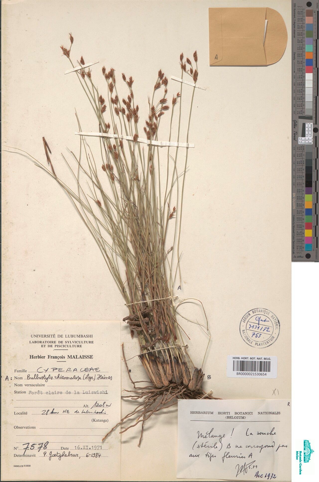 Bulbostylis rhizomatosa — houseplant care guide