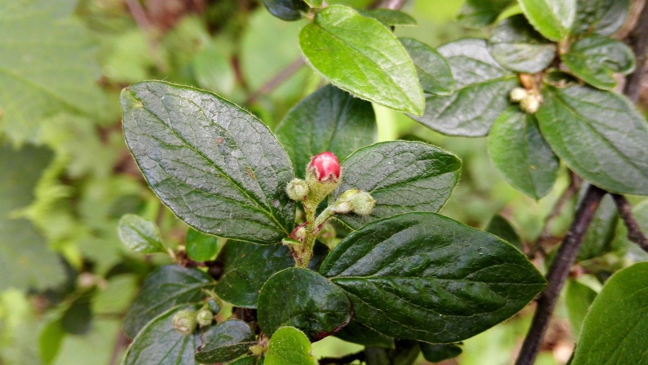 Cotoneaster dielsianus flower