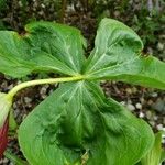 Trillium erectum