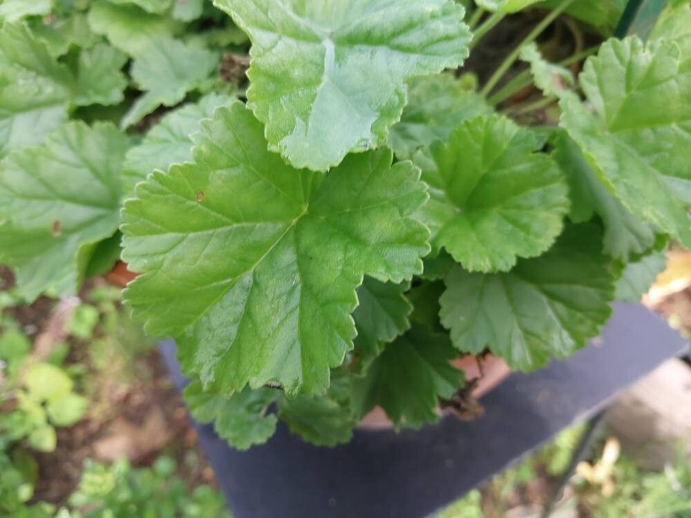 Pelargonium mollicomum leaf