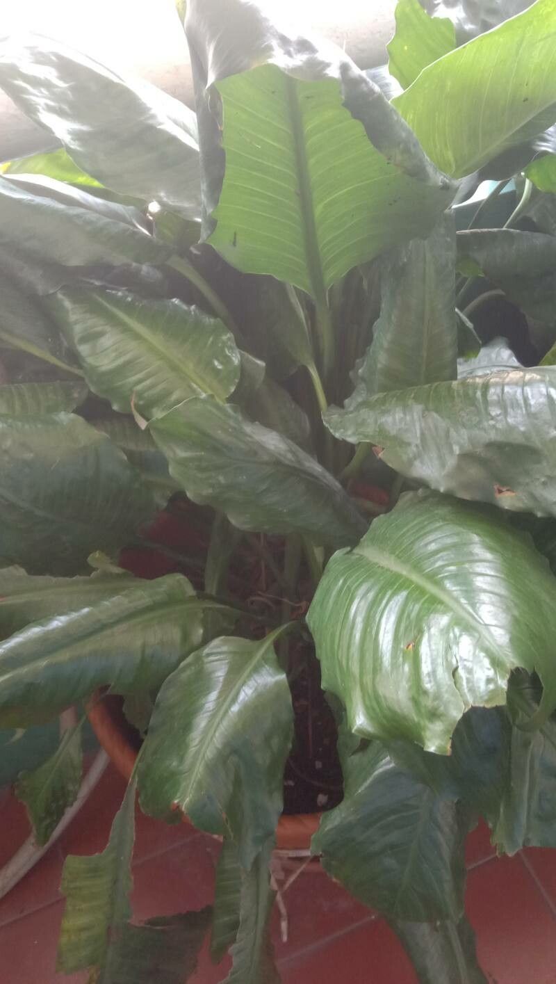 Spathiphyllum wendlandii habit