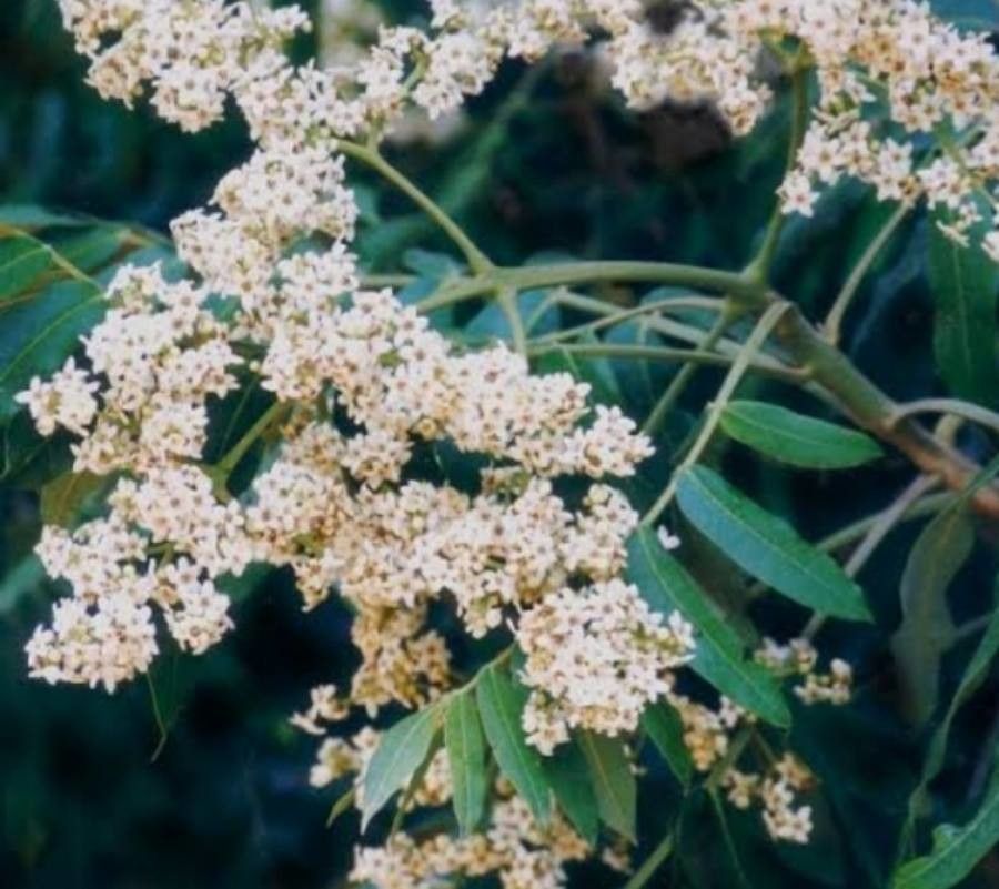 Flindersia schottiana flower