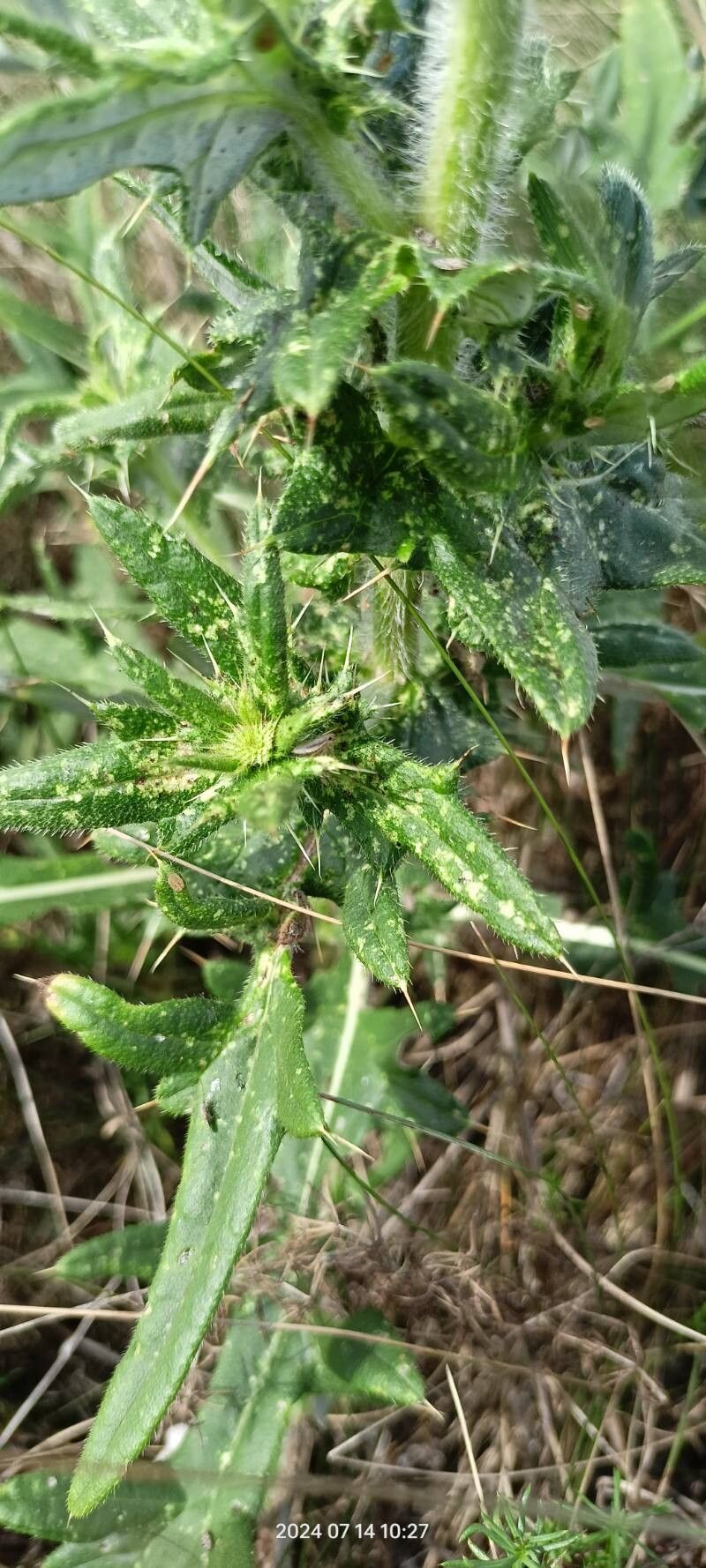 Cirsium serrulatum bark