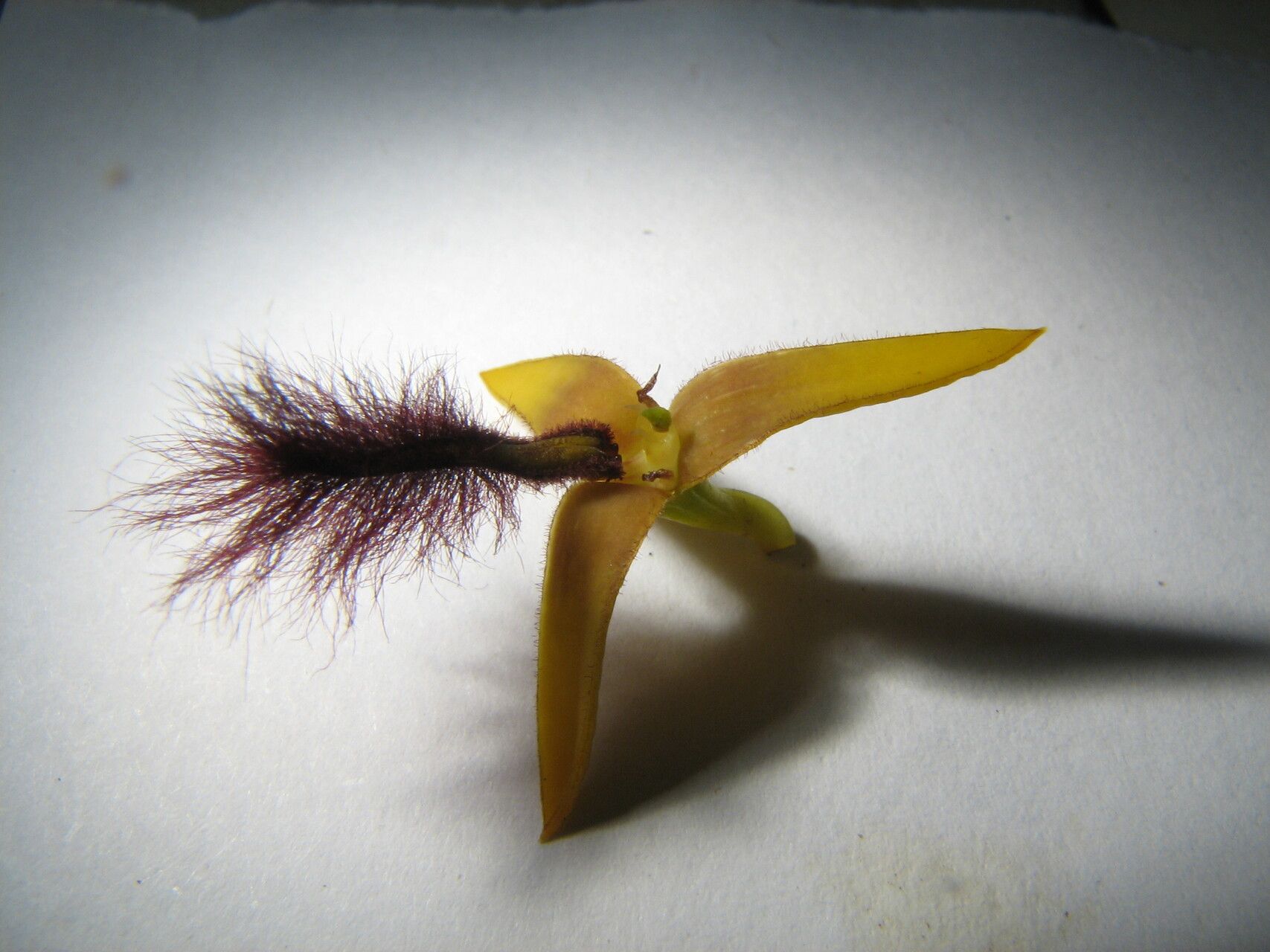 Bulbophyllum subligaculiferum flower