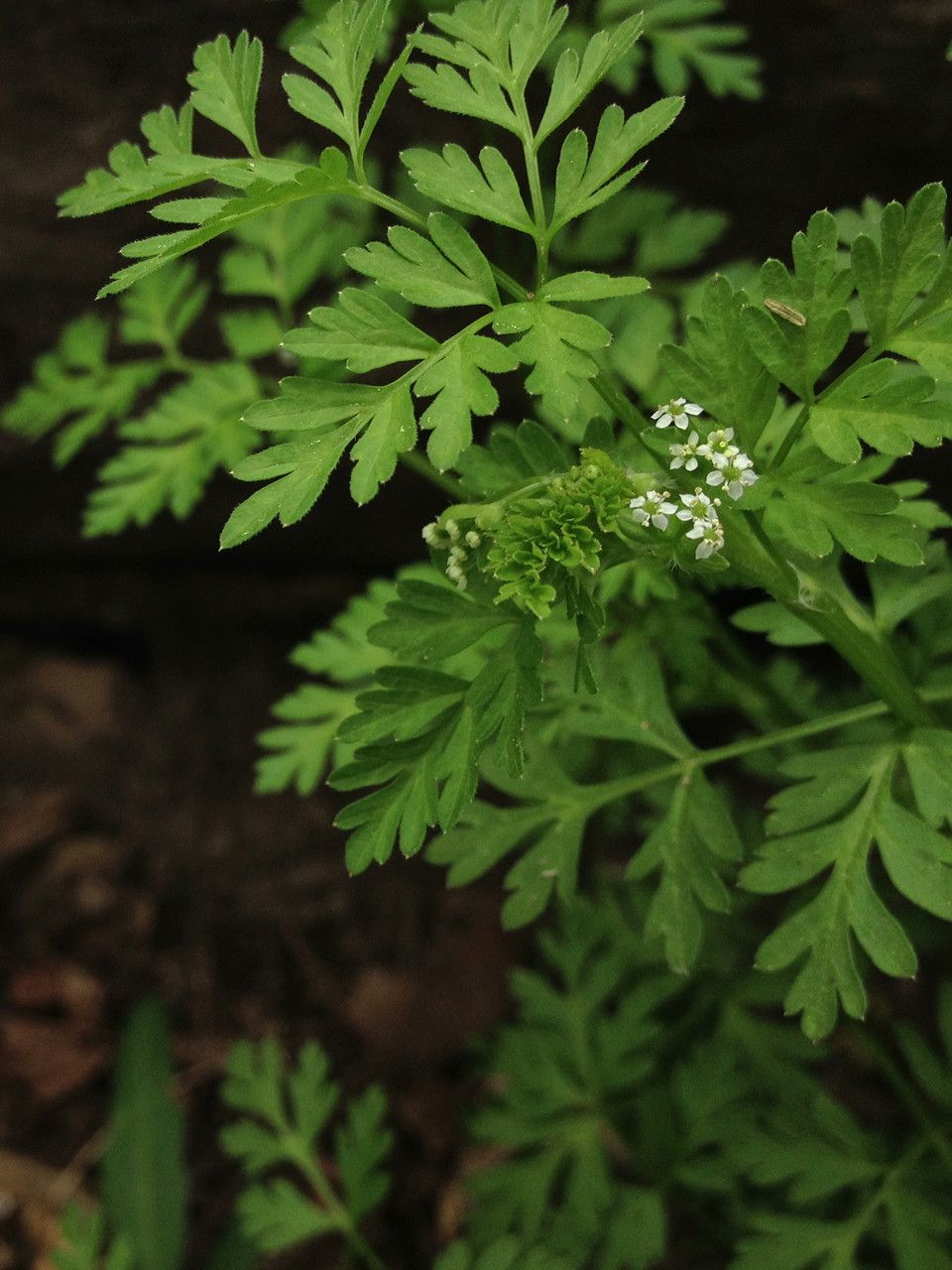 Chaerophyllum procumbens leaf