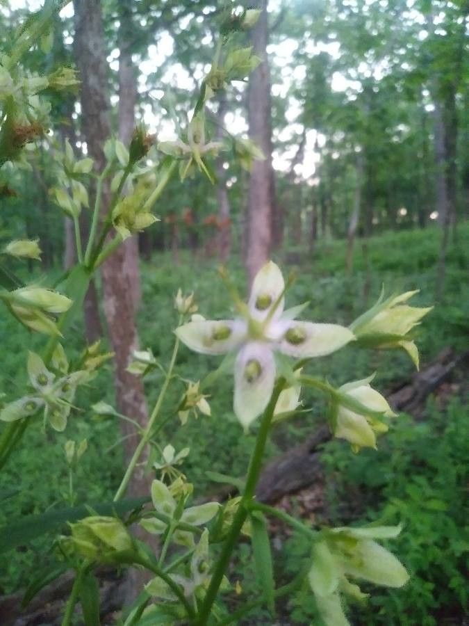 Frasera caroliniensis flower