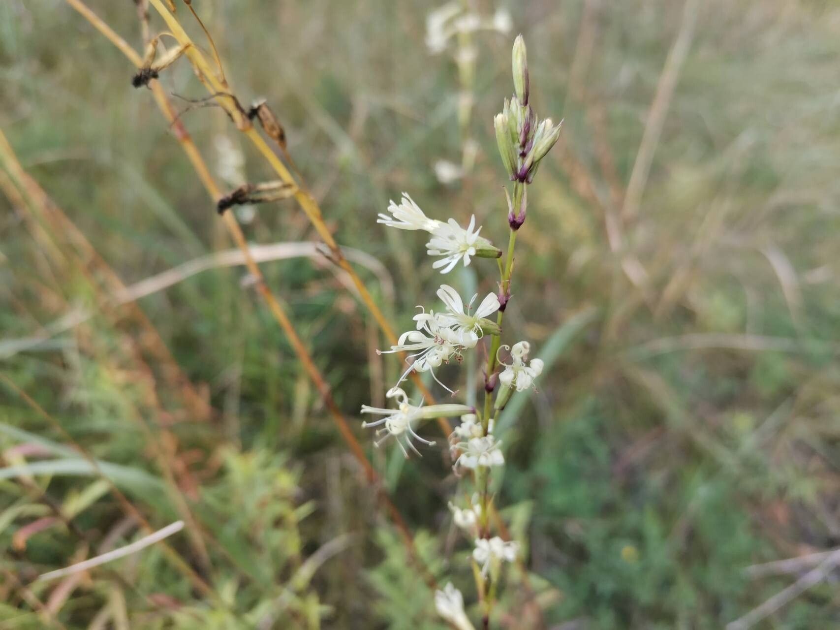 Silene tatarica flower