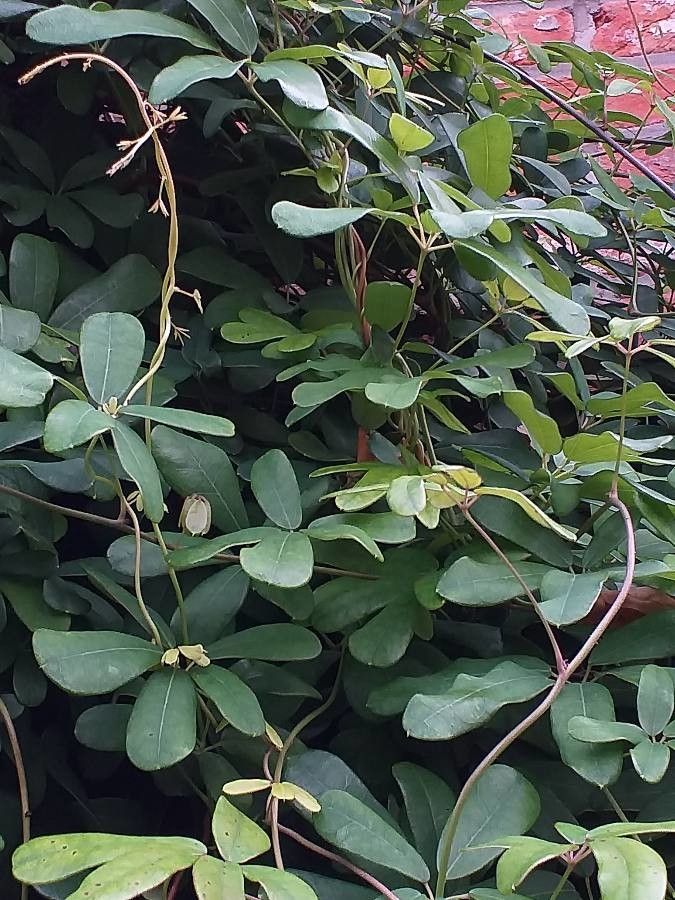 Akebia longiracemosa habit