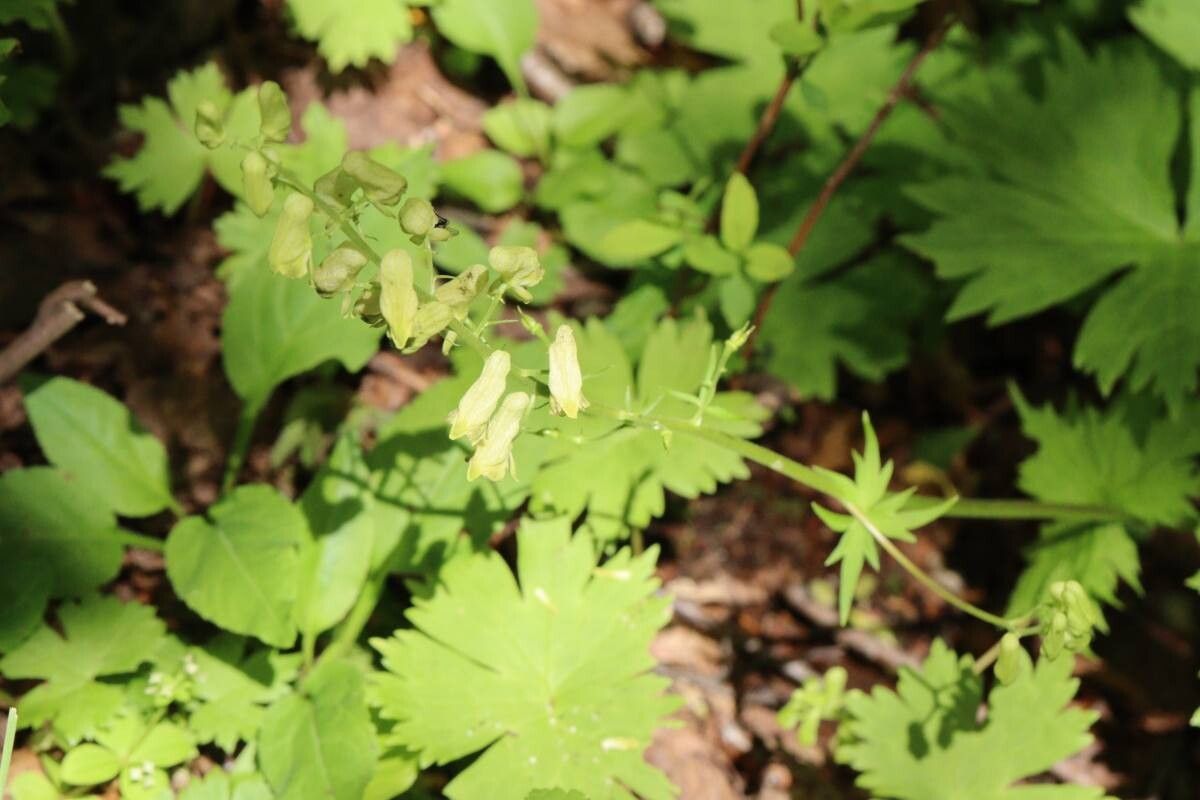 Aconitum gigas flower