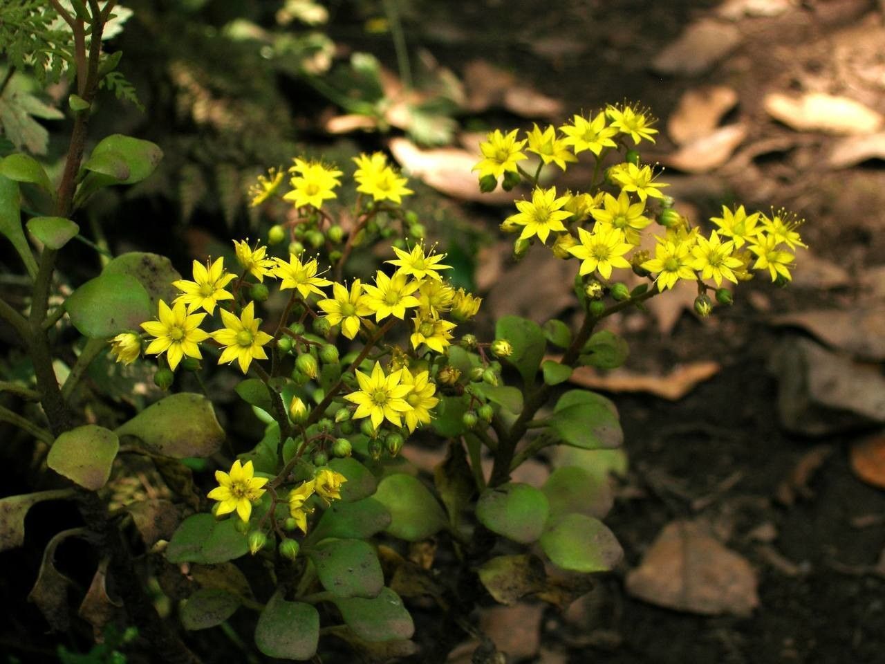 Aichryson divaricatum flower