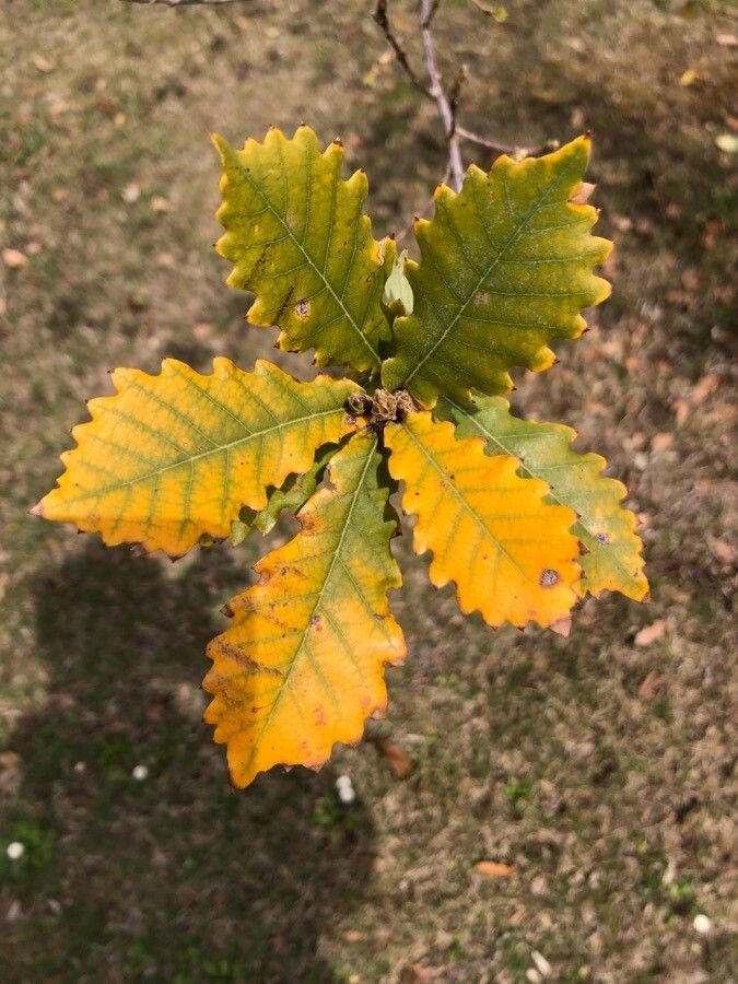 Quercus canariensis leaf