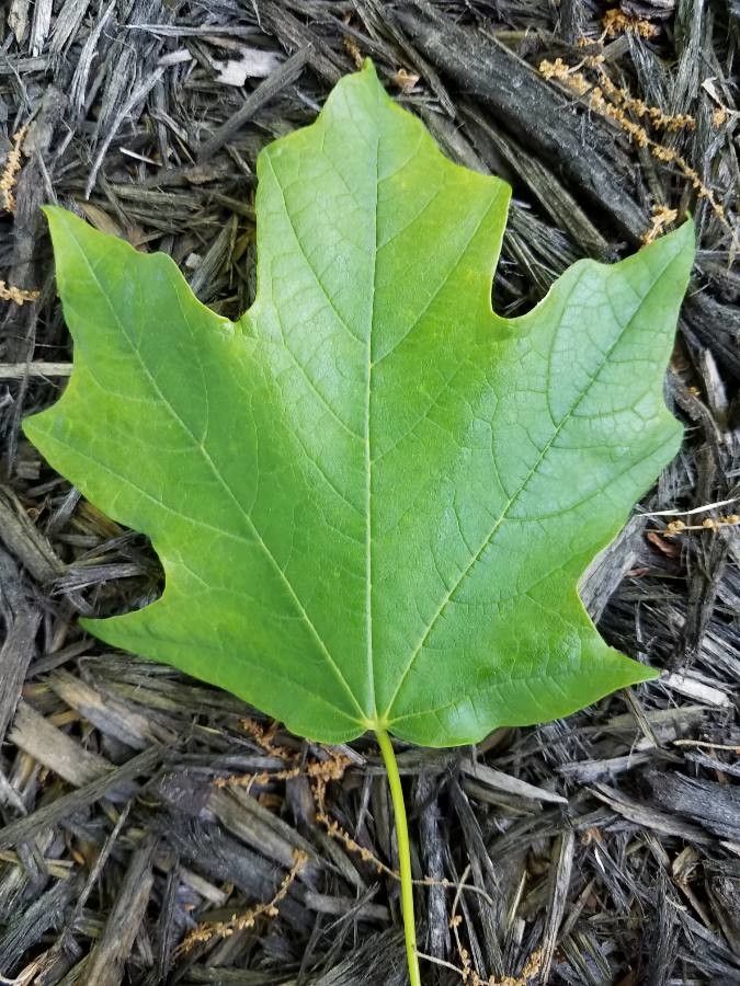 Acer nigrum leaf