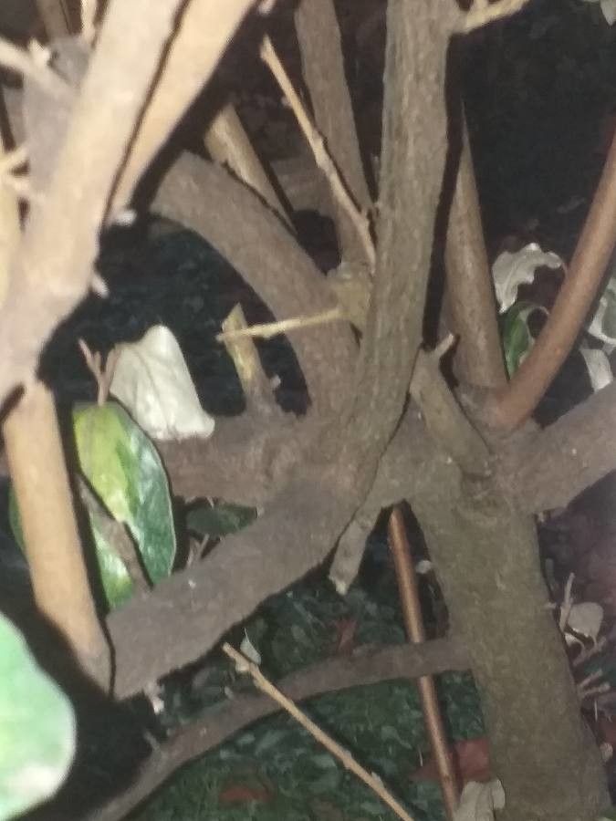 Elaeagnus × submacrophylla bark