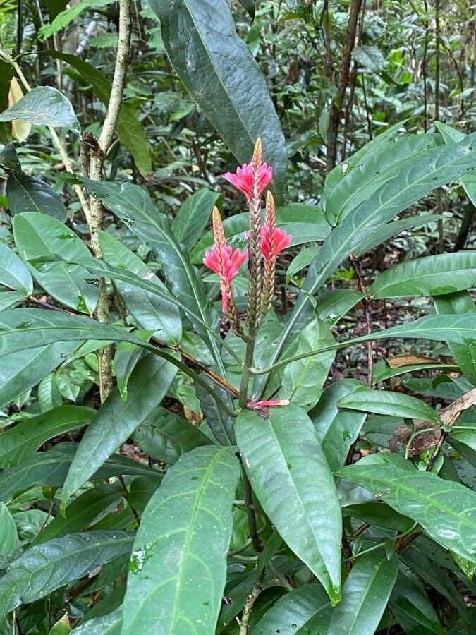 Aphelandra longiflora flower
