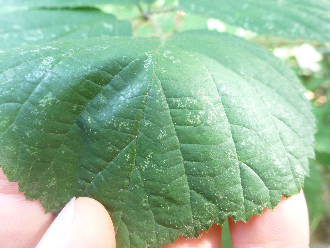 Rubus campaniensis leaf