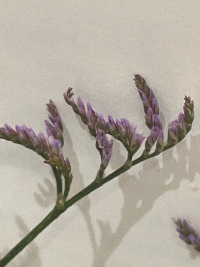Limonium vulgare flower