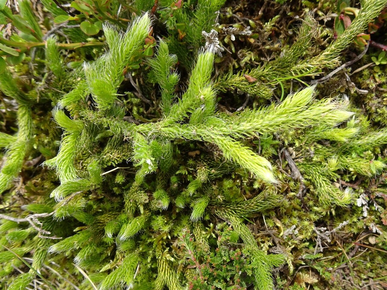 Lycopodium clavatum leaf